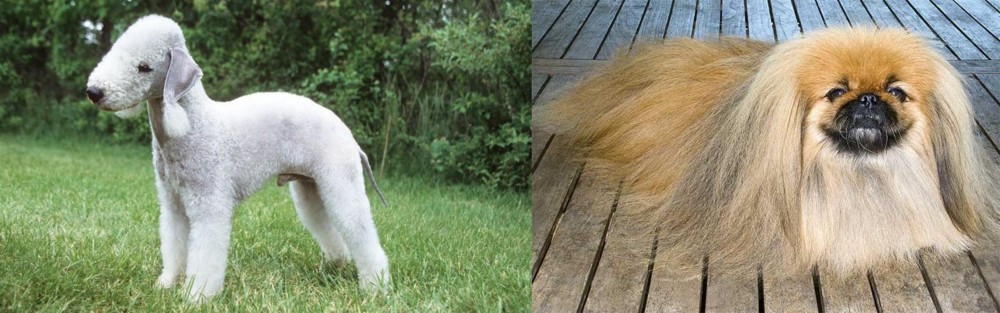Pekingese vs Bedlington Terrier - Breed Comparison