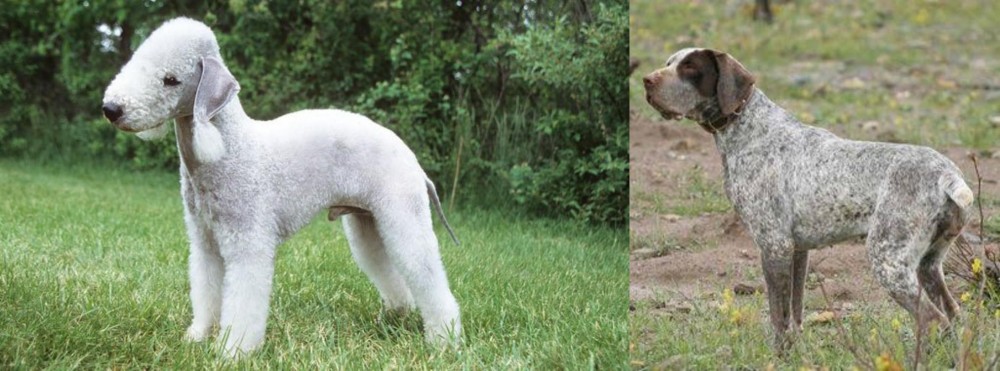 Perdiguero de Burgos vs Bedlington Terrier - Breed Comparison
