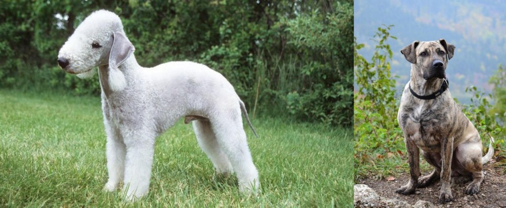 Perro Cimarron vs Bedlington Terrier - Breed Comparison