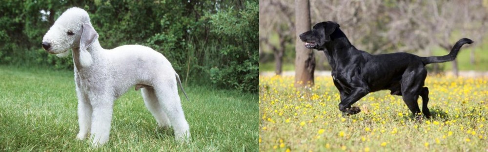 Perro de Pastor Mallorquin vs Bedlington Terrier - Breed Comparison