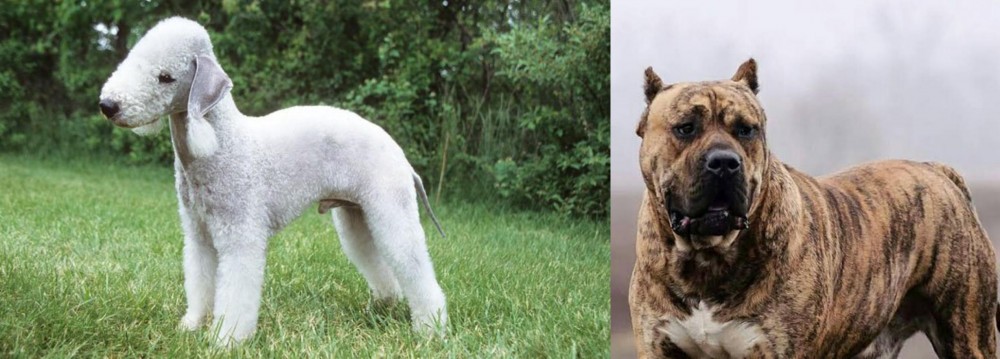 Perro de Presa Canario vs Bedlington Terrier - Breed Comparison