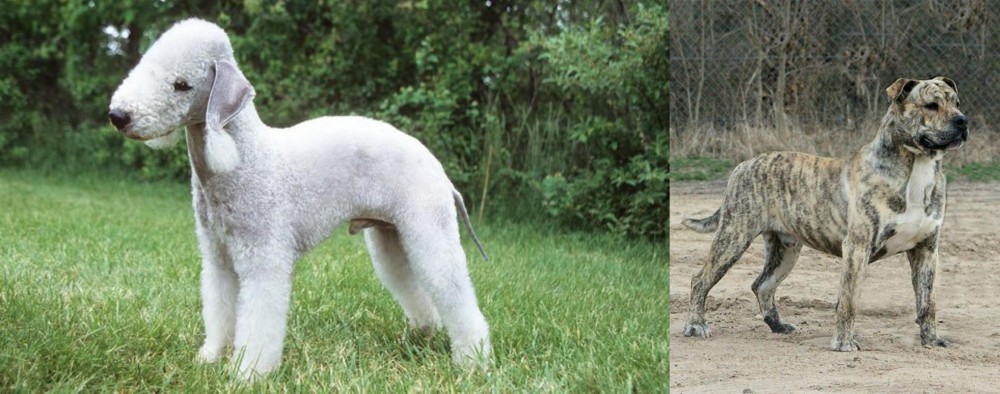 Perro de Presa Mallorquin vs Bedlington Terrier - Breed Comparison