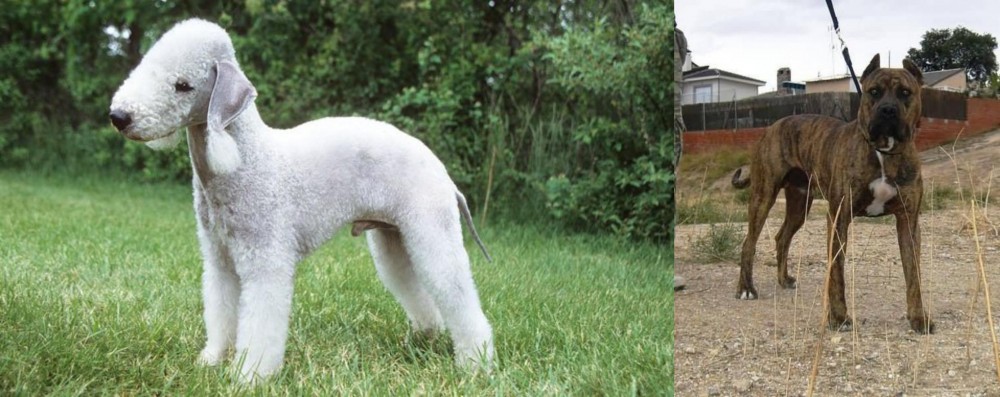 Perro de Toro vs Bedlington Terrier - Breed Comparison