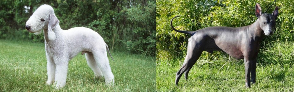 Peruvian Hairless vs Bedlington Terrier - Breed Comparison