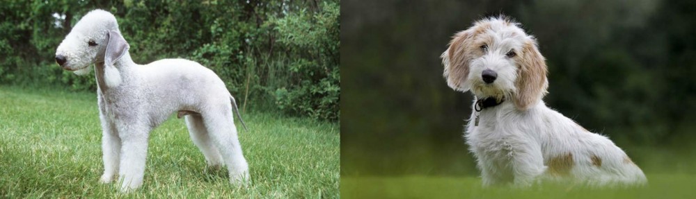 Petit Basset Griffon Vendeen vs Bedlington Terrier - Breed Comparison