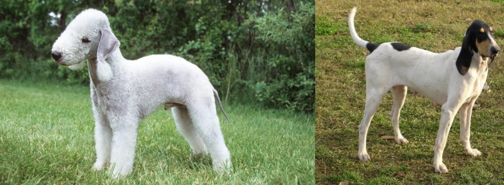 Petit Gascon Saintongeois vs Bedlington Terrier - Breed Comparison