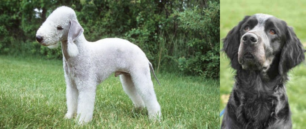 Picardy Spaniel vs Bedlington Terrier - Breed Comparison