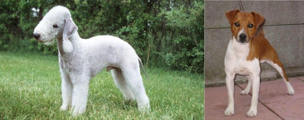 Plummer Terrier vs Bedlington Terrier - Breed Comparison