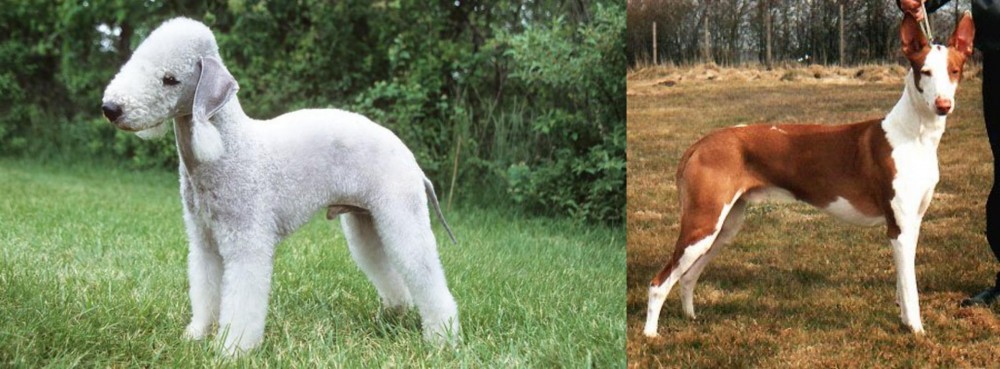 Podenco Canario vs Bedlington Terrier - Breed Comparison