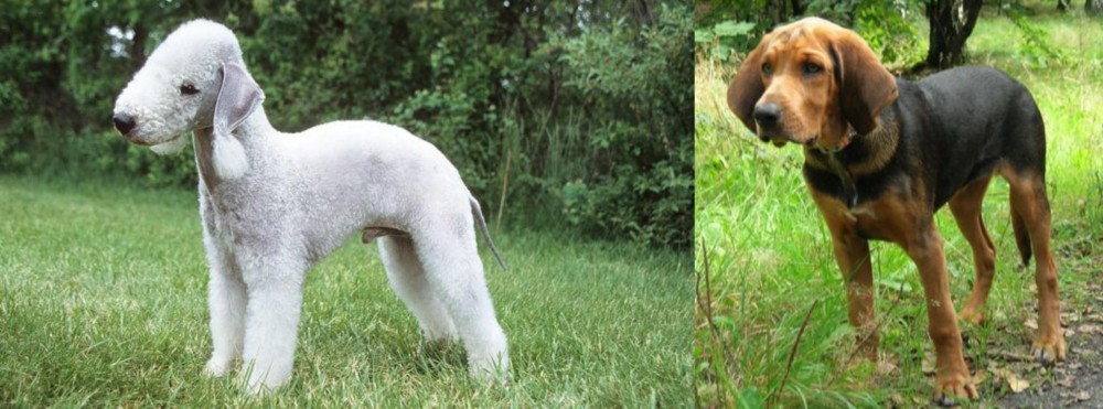 Polish Hound vs Bedlington Terrier - Breed Comparison