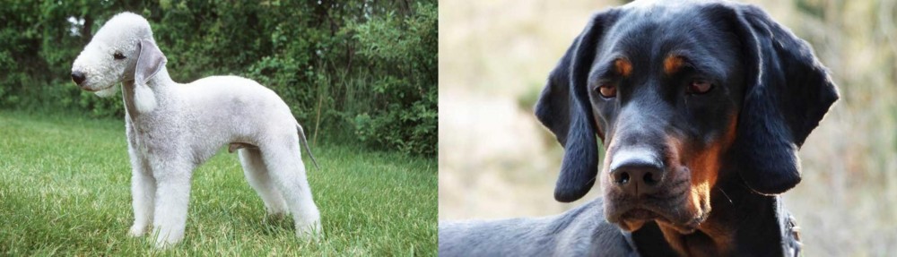 Polish Hunting Dog vs Bedlington Terrier - Breed Comparison