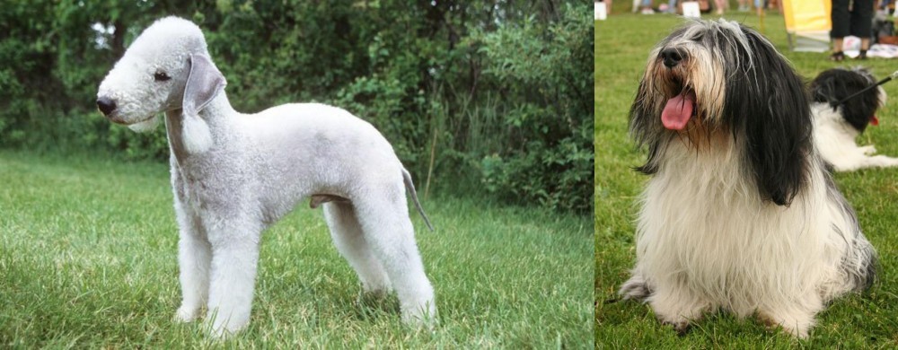 Polish Lowland Sheepdog vs Bedlington Terrier - Breed Comparison
