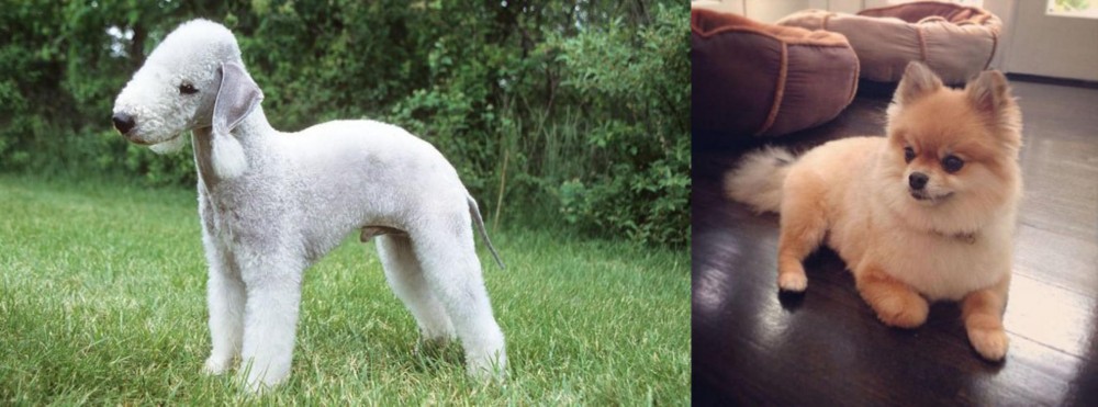 Pomeranian vs Bedlington Terrier - Breed Comparison