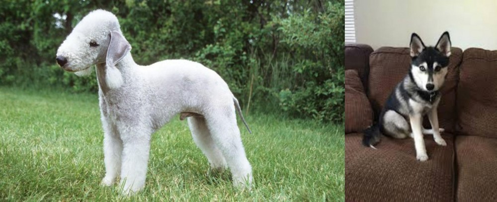 Pomsky vs Bedlington Terrier - Breed Comparison