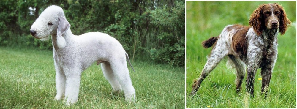 Pont-Audemer Spaniel vs Bedlington Terrier - Breed Comparison