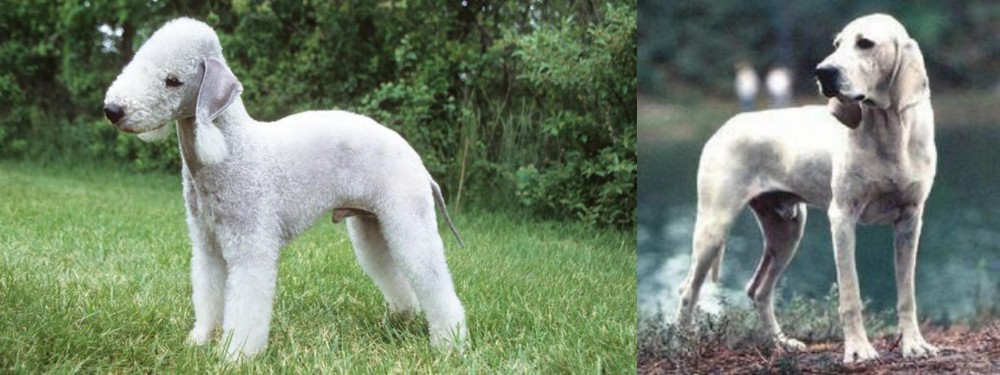 Porcelaine vs Bedlington Terrier - Breed Comparison