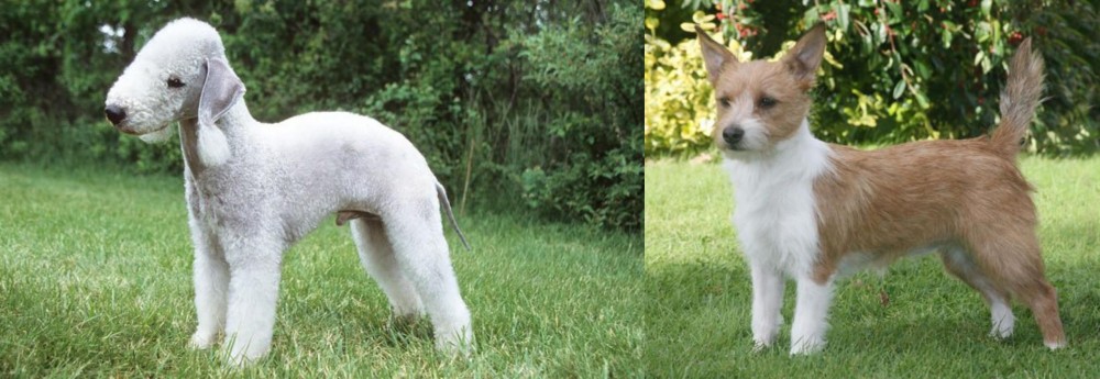 Portuguese Podengo vs Bedlington Terrier - Breed Comparison