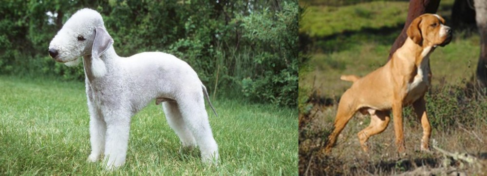 Portuguese Pointer vs Bedlington Terrier - Breed Comparison
