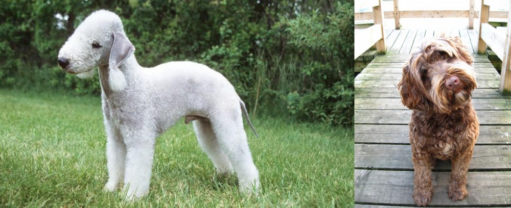 Portuguese Water Dog vs Bedlington Terrier - Breed Comparison