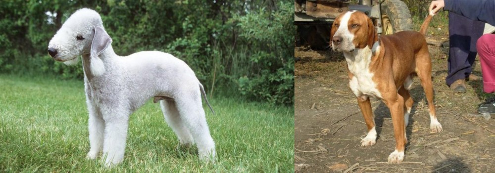 Posavac Hound vs Bedlington Terrier - Breed Comparison