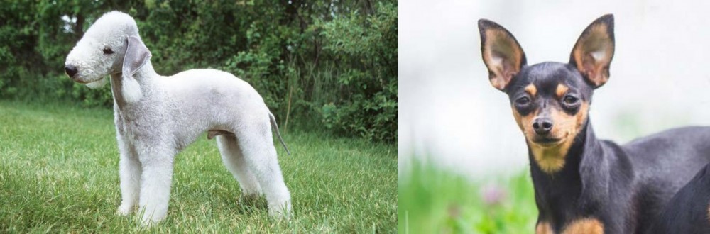 Prazsky Krysarik vs Bedlington Terrier - Breed Comparison