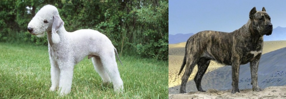 Presa Canario vs Bedlington Terrier - Breed Comparison