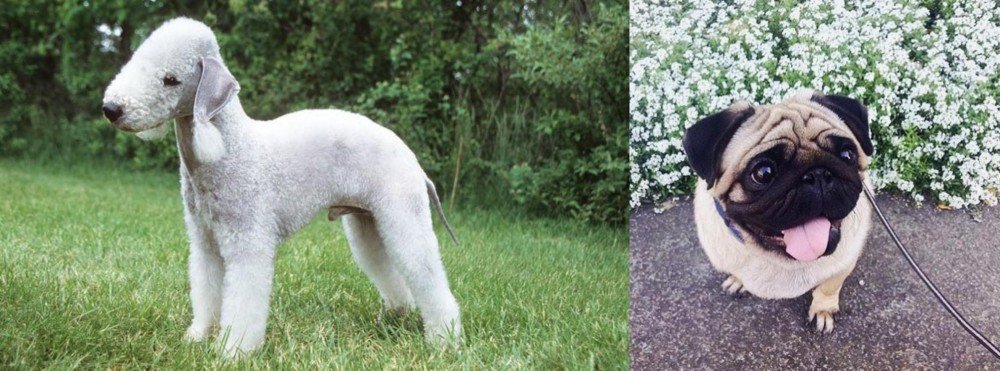 Pug vs Bedlington Terrier - Breed Comparison