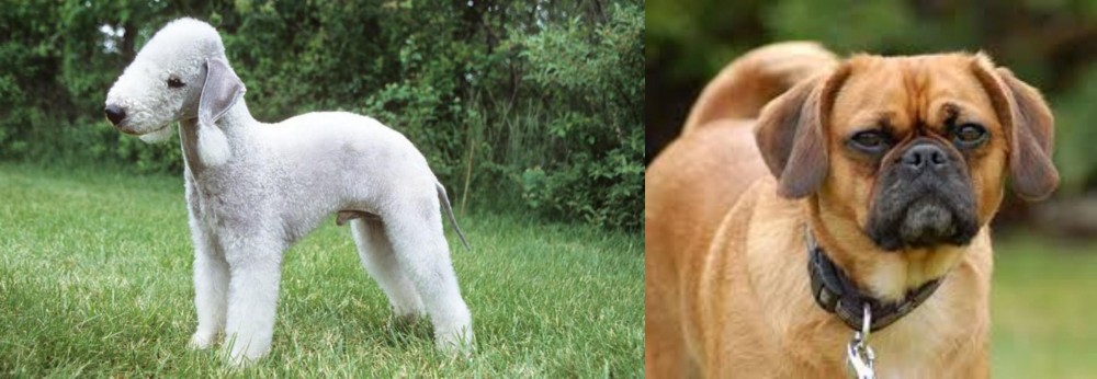 Pugalier vs Bedlington Terrier - Breed Comparison