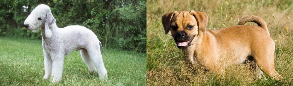 Puggle vs Bedlington Terrier - Breed Comparison