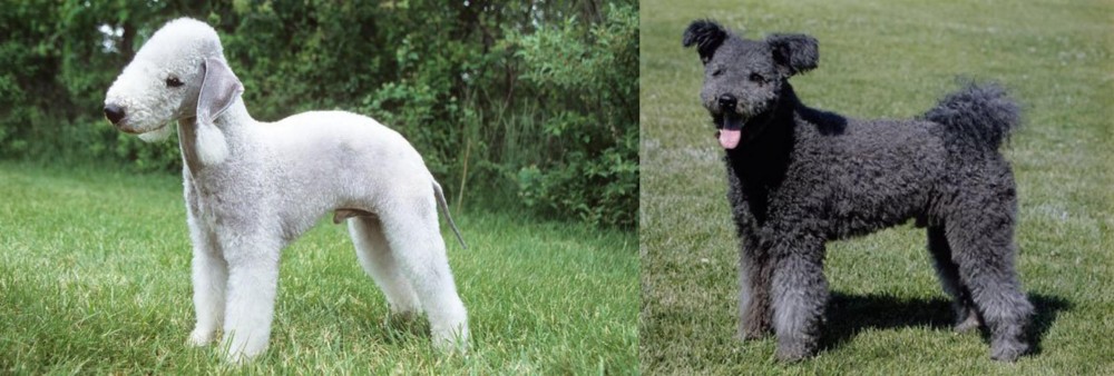 Pumi vs Bedlington Terrier - Breed Comparison