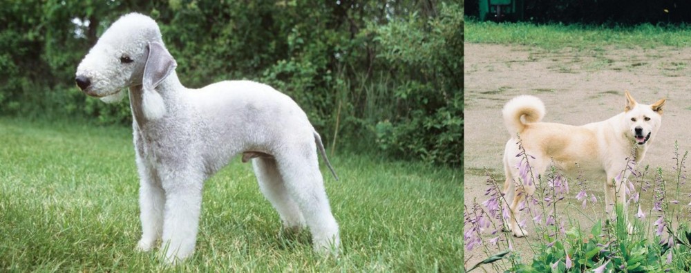 Pungsan Dog vs Bedlington Terrier - Breed Comparison