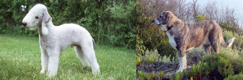 Rafeiro do Alentejo vs Bedlington Terrier - Breed Comparison