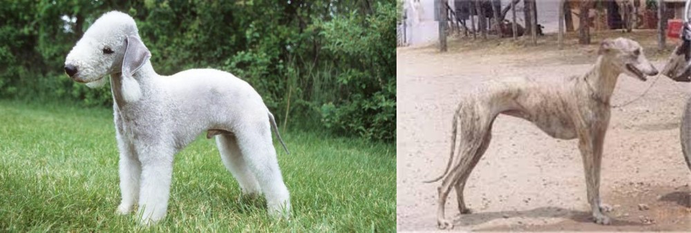 Rampur Greyhound vs Bedlington Terrier - Breed Comparison