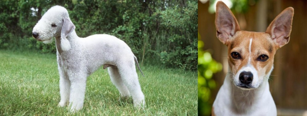 Rat Terrier vs Bedlington Terrier - Breed Comparison