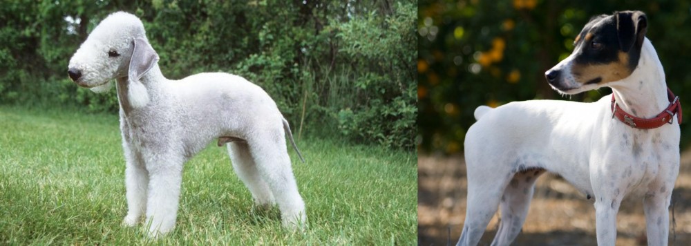 Ratonero Bodeguero Andaluz vs Bedlington Terrier - Breed Comparison