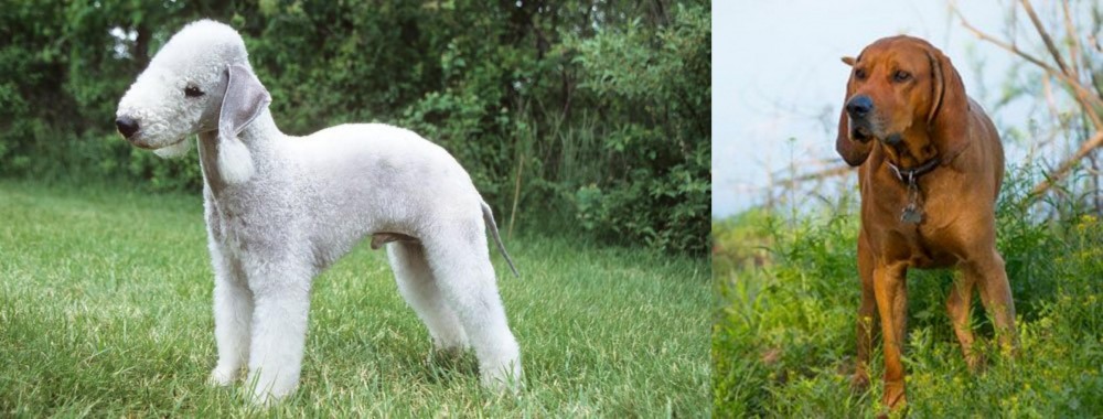 Redbone Coonhound vs Bedlington Terrier - Breed Comparison