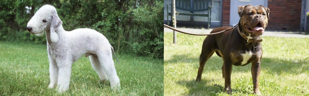 Renascence Bulldogge vs Bedlington Terrier - Breed Comparison