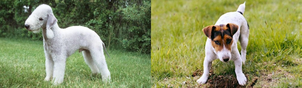 Russell Terrier vs Bedlington Terrier - Breed Comparison