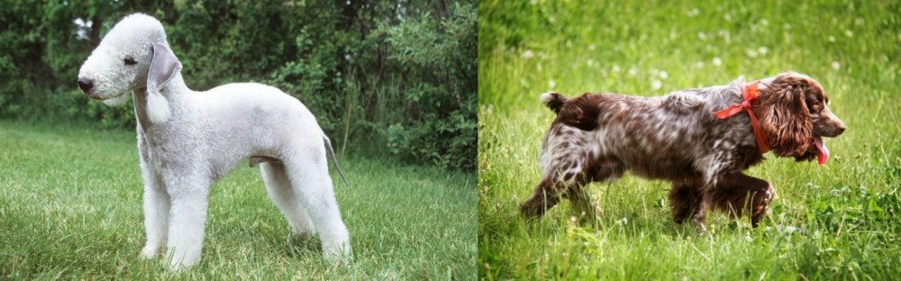 Russian Spaniel vs Bedlington Terrier - Breed Comparison