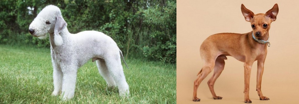 Russian Toy Terrier vs Bedlington Terrier - Breed Comparison