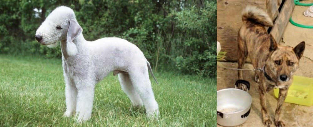 Ryukyu Inu vs Bedlington Terrier - Breed Comparison