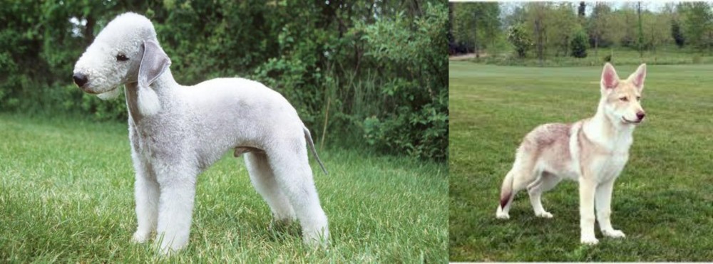 Saarlooswolfhond vs Bedlington Terrier - Breed Comparison