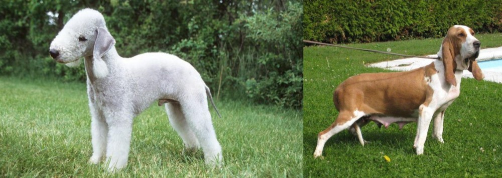 Sabueso Espanol vs Bedlington Terrier - Breed Comparison