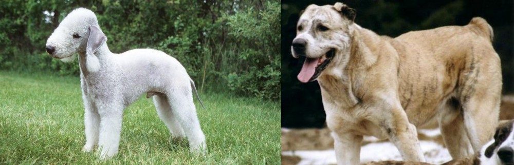 Sage Koochee vs Bedlington Terrier - Breed Comparison