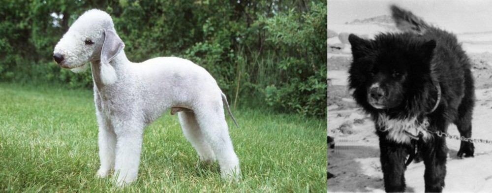 Sakhalin Husky vs Bedlington Terrier - Breed Comparison
