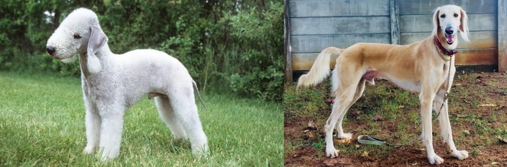 Saluki vs Bedlington Terrier - Breed Comparison