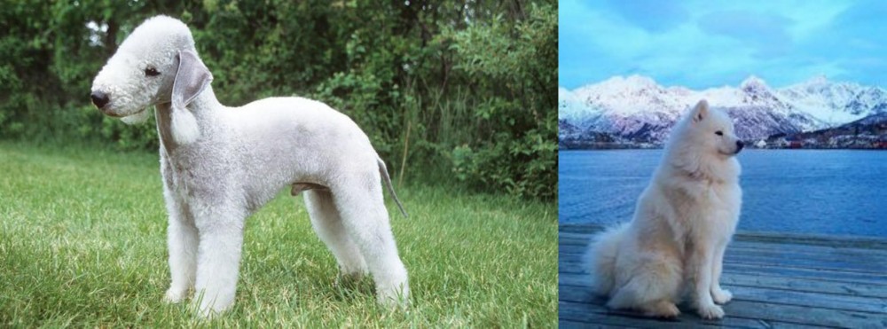 Samoyed vs Bedlington Terrier - Breed Comparison