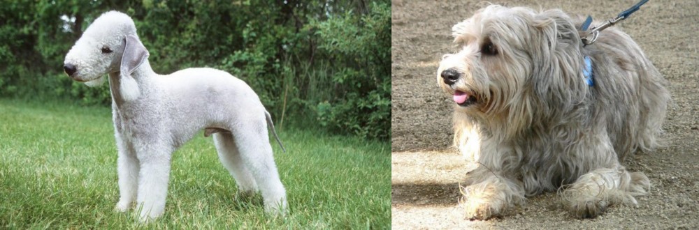 Sapsali vs Bedlington Terrier - Breed Comparison