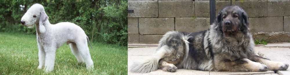 Sarplaninac vs Bedlington Terrier - Breed Comparison