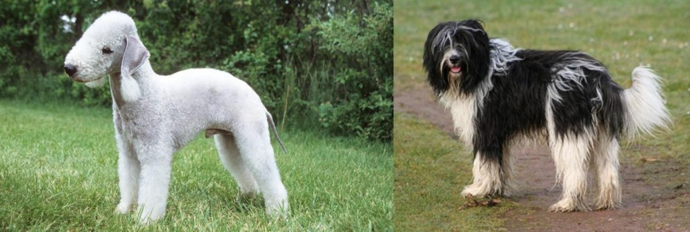 Schapendoes vs Bedlington Terrier - Breed Comparison